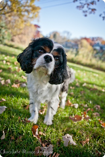 chocolate moose images, pet portraits, minneapolis pet photographer, king charles spaniels, dog portraits