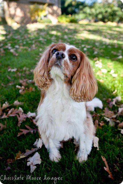 chocolate moose images, pet portraits, minneapolis pet photographer, king charles spaniels, dog portraits