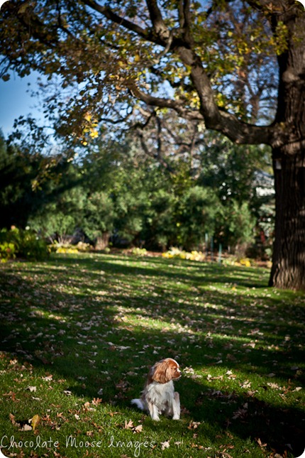 chocolate moose images, pet portraits, minneapolis pet photographer, king charles spaniels, dog portraits