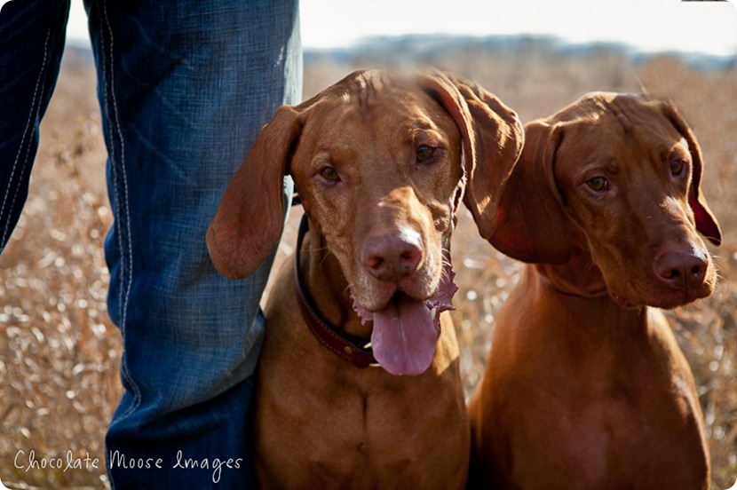 vizsla, minneapolis pet photographer, chocolate moose images, dog portraits, pet portrait, minneapolis