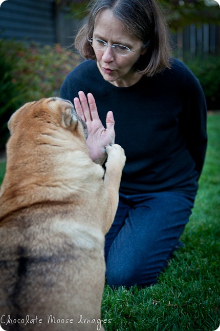 shar pei, chocolate moose images, minneapolis pet photographer, wrinkles, dog portrait, pet portraits