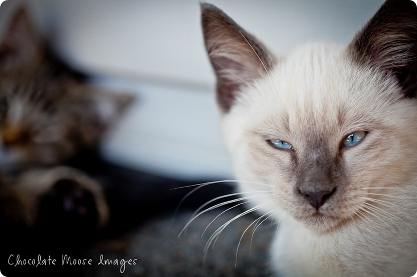 chocolate moose images, minneapolis pet photographer, kitties, white kittens, iowa