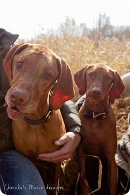 vizsla, minneapolis pet photographer, chocolate moose images, dog portraits, pet portrait, minneapolis