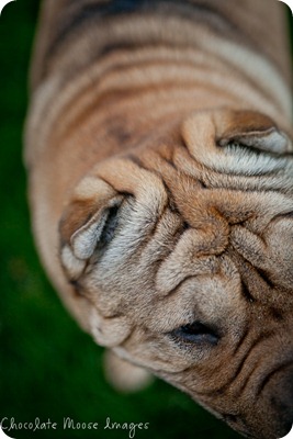 shar pei, chocolate moose images, minneapolis pet photographer, wrinkles, dog portrait, pet portraits