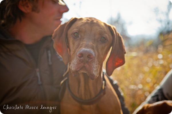 vizsla, minneapolis pet photographer, chocolate moose images, dog portraits, pet portrait, minneapolis