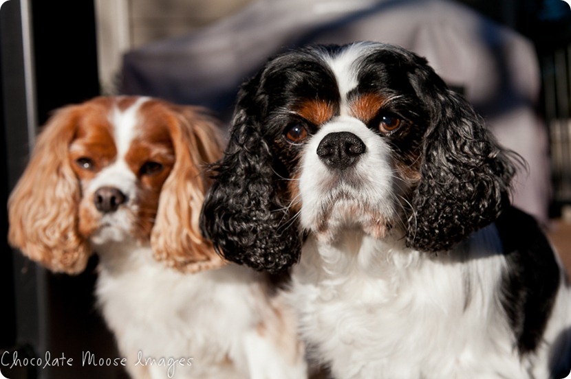 chocolate moose images, pet portraits, minneapolis pet photographer, king charles spaniels, dog portraits