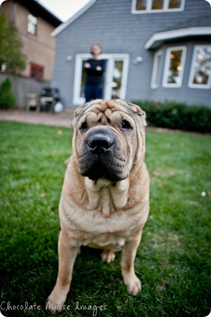 shar pei, chocolate moose images, minneapolis pet photographer, wrinkles, dog portrait, pet portraits