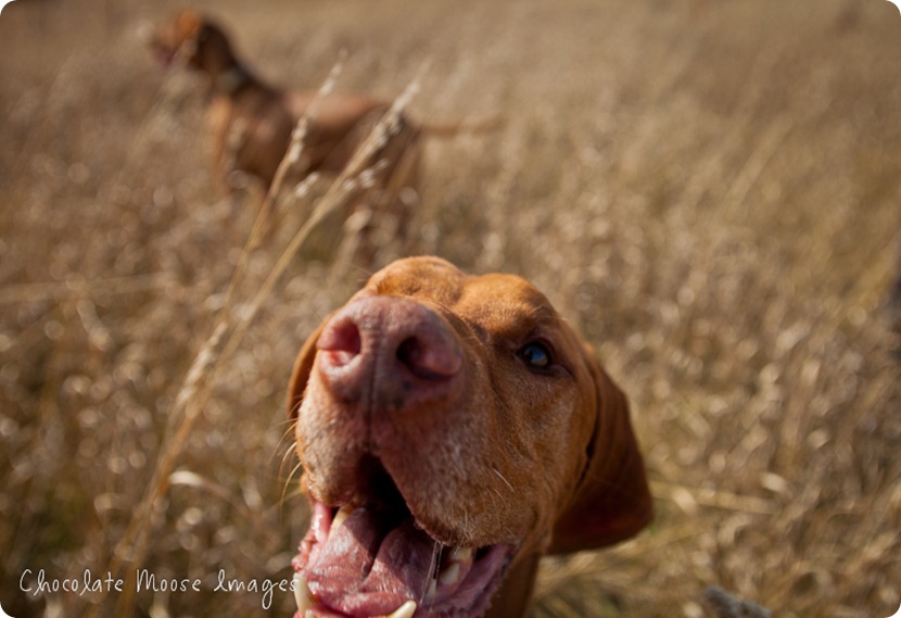 vizsla, minneapolis pet photographer, chocolate moose images, dog portraits, pet portrait, minneapolis