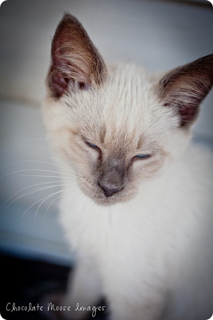 chocolate moose images, minneapolis pet photographer, kitties, white kittens, iowa