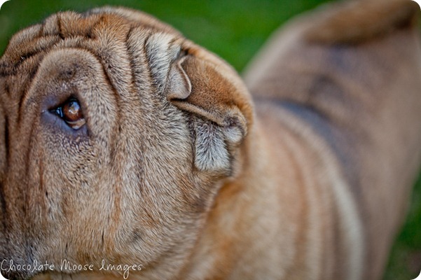 shar pei, chocolate moose images, minneapolis pet photographer, wrinkles, dog portrait, pet portraits