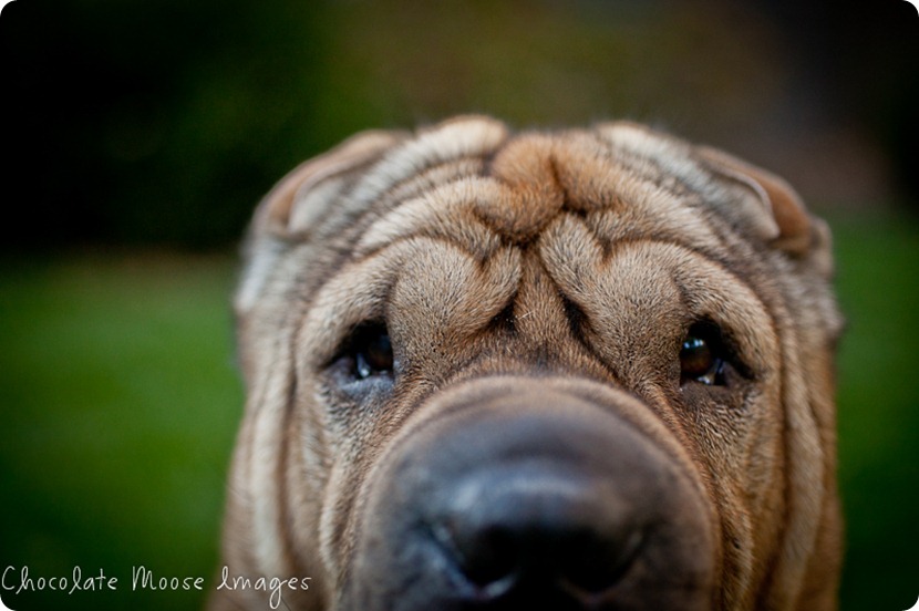 shar pei, chocolate moose images, minneapolis pet photographer, wrinkles, dog portrait, pet portraits