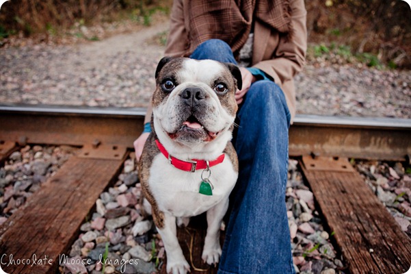 chocolate moose images, pet portraits, rudy, dog photography