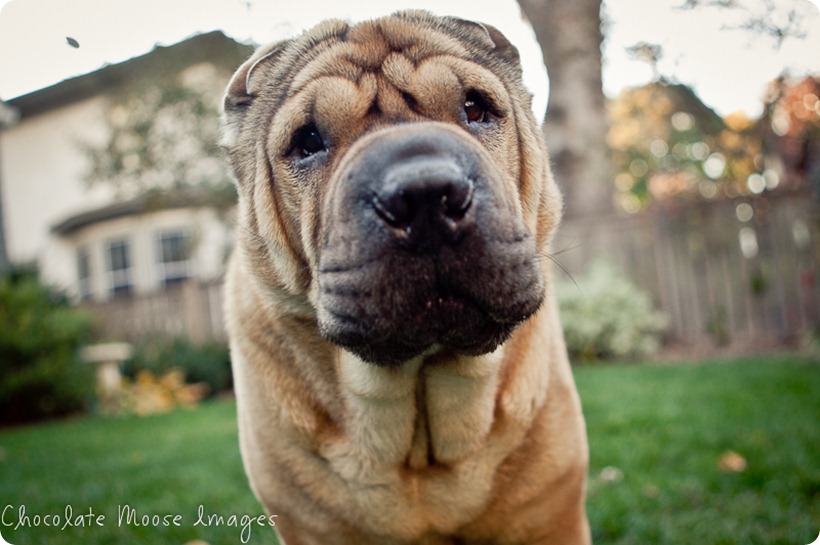 shar pei, chocolate moose images, minneapolis pet photographer, wrinkles, dog portrait, pet portraits