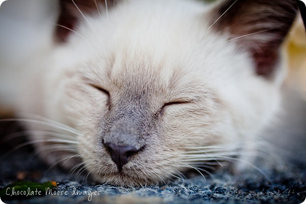 chocolate moose images, minneapolis pet photographer, kitties, white kittens, iowa