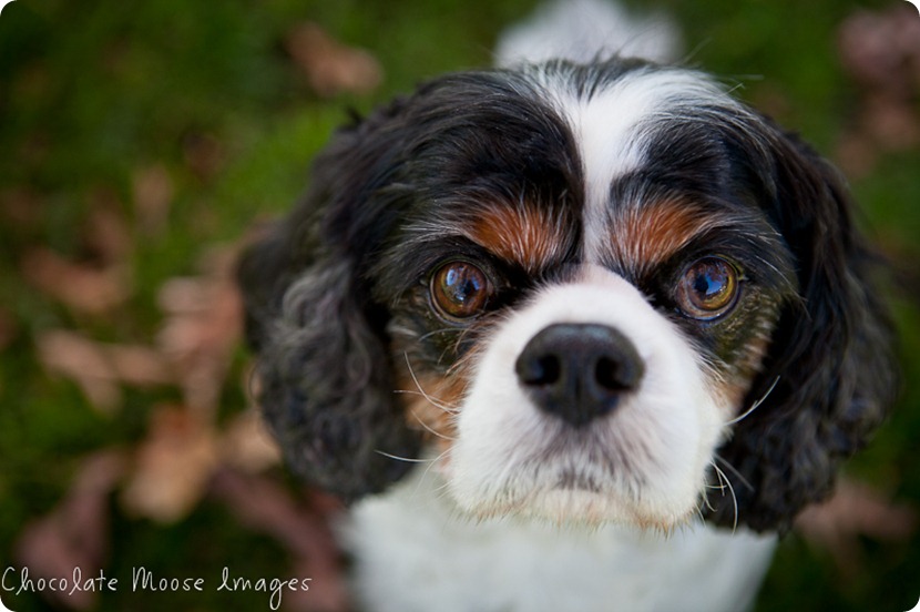 chocolate moose images, pet portraits, minneapolis pet photographer, king charles spaniels, dog portraits