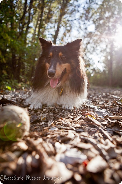 chocolate moose images, minneapolis pet photographer, dog portraits, park, fall images, pets