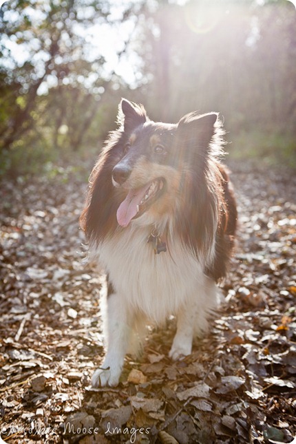 chocolate moose images, minneapolis pet photographer, dog portraits, park, fall images, pets