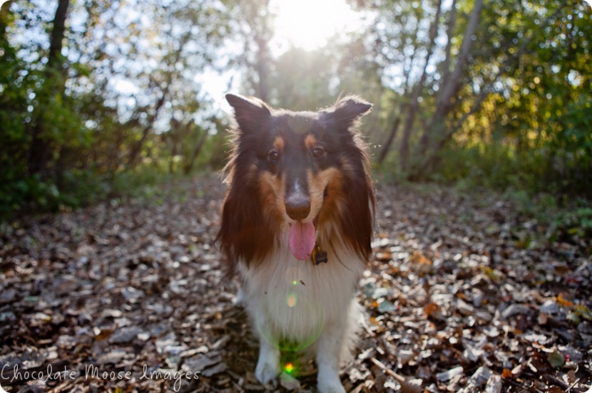 chocolate moose images, minneapolis pet photographer, dog portraits, park, fall images, pets