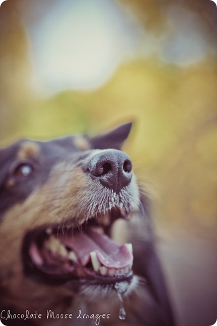 chocolate moose images, minneapolis pet photographer, dog portraits, park, fall images, pets