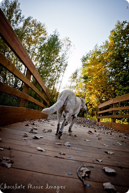 chocolate moose images, minneapolis pet photographer, dog portraits, park, fall images, pets