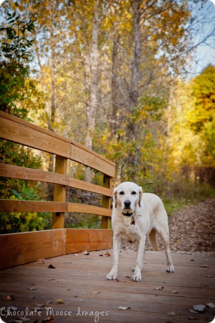 chocolate moose images, minneapolis pet photographer, dog portraits, park, fall images, pets