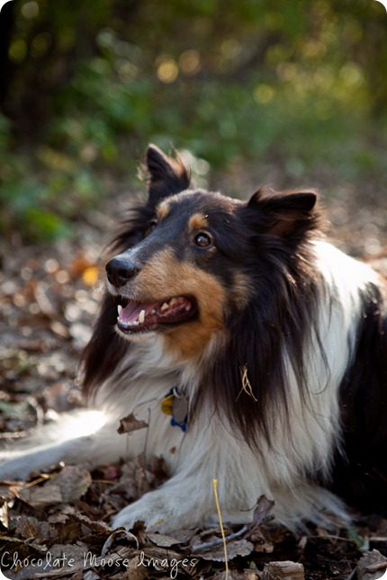 chocolate moose images, minneapolis pet photographer, dog portraits, park, fall images, pets