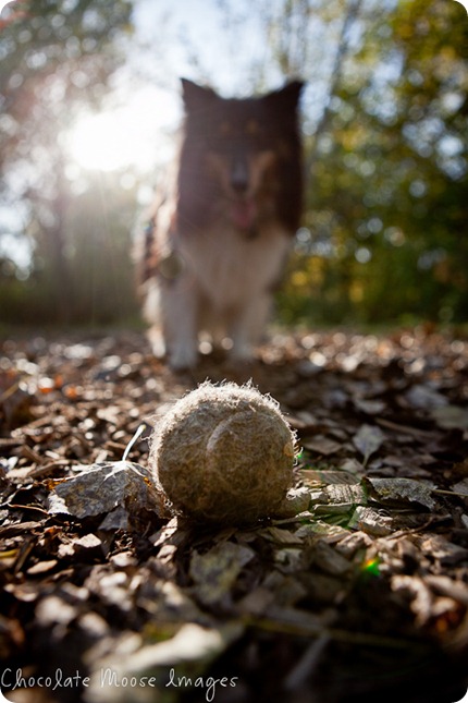 chocolate moose images, minneapolis pet photographer, dog portraits, park, fall images, pets