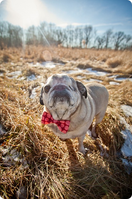 chocolate moose images, pet portrait photography, minneapolis pet photography, dog portraits, pugs, wisconsin pasture