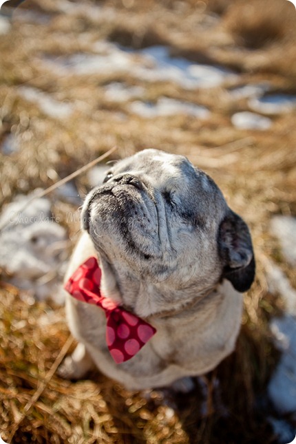 chocolate moose images, pet portrait photography, minneapolis pet photography, dog portraits, pugs, wisconsin pasture