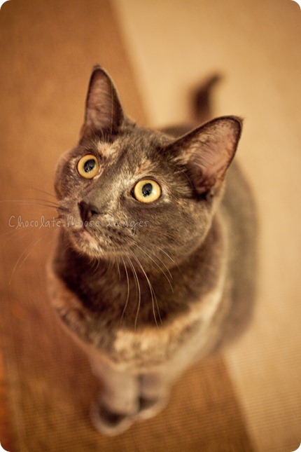 chocolate moose images, pet portrait photography, minneapolis pet portrats, cat portraits, 