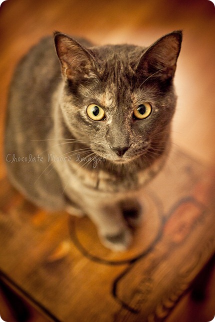 chocolate moose images, pet portrait photography, minneapolis pet portrats, cat portraits, 