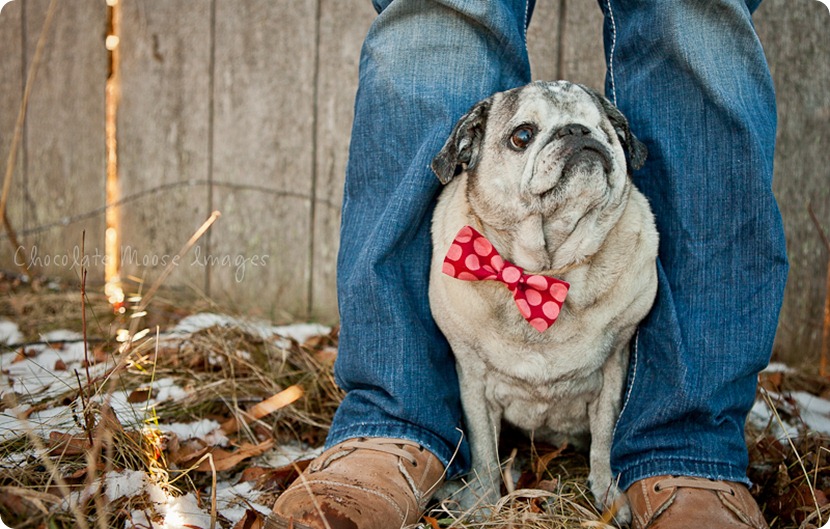 chocolate moose images, pet portrait photography, minneapolis pet photography, dog portraits, pugs, wisconsin pasture