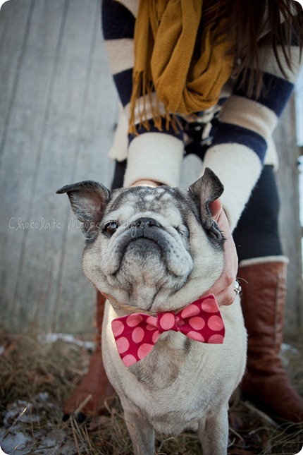 chocolate moose images, pet portrait photography, minneapolis pet photography, dog portraits, pugs, wisconsin pasture