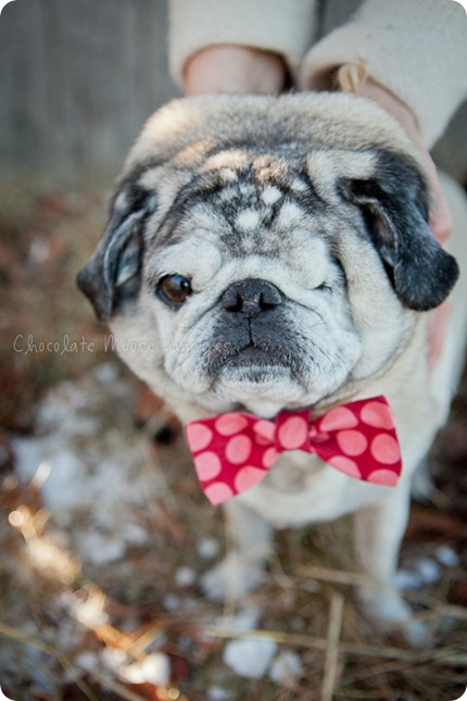 chocolate moose images, pet portrait photography, minneapolis pet photography, dog portraits, pugs, wisconsin pasture