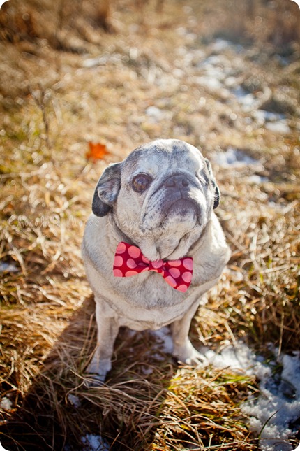 chocolate moose images, pet portrait photography, minneapolis pet photography, dog portraits, pugs, wisconsin pasture