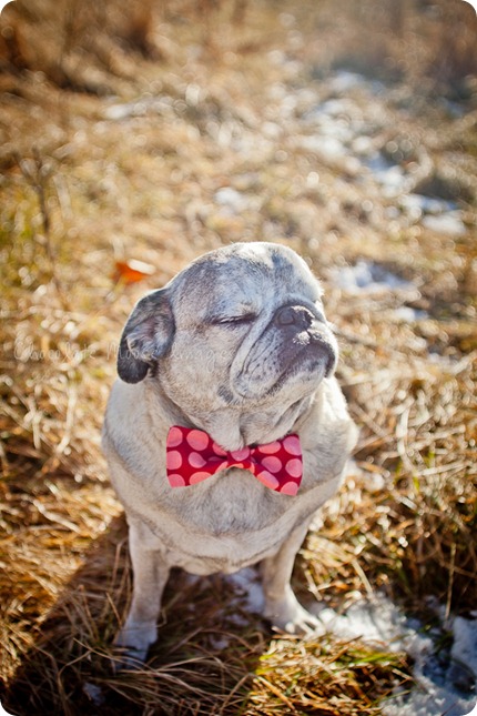 chocolate moose images, pet portrait photography, minneapolis pet photography, dog portraits, pugs, wisconsin pasture