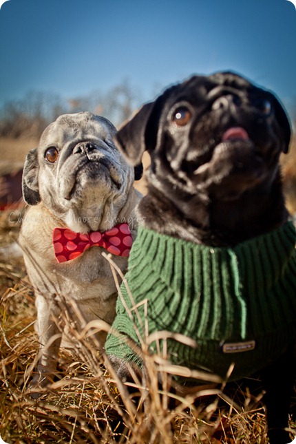 chocolate moose images, pet portaits, dog portaits, pugs, wisconsin pet photography, minneapolis pet photographer, 