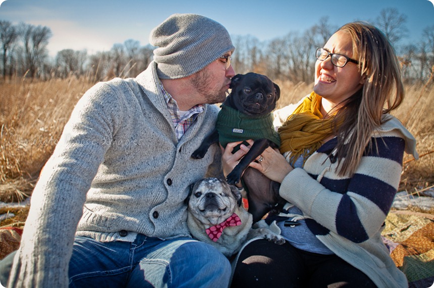 chocolate moose images, pet portaits, dog portaits, pugs, wisconsin pet photography, minneapolis pet photographer, 