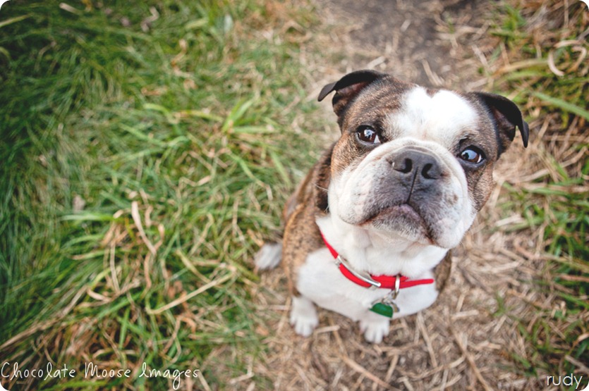 Chocolate Moose Images, pet photography, pet portrait photography, minneapolis pet portrait photographer, dog portaits, cat portraits, contest, birthday, minneapolis, minnesota, cutest pet, prizes