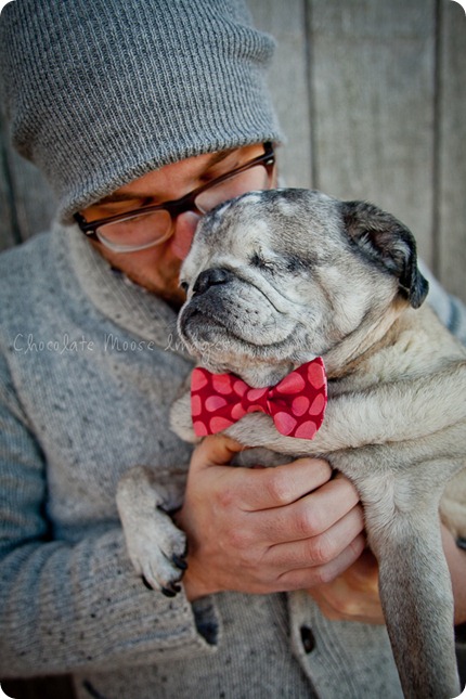 chocolate moose images, pet portaits, dog portaits, pugs, wisconsin pet photography, minneapolis pet photographer, 