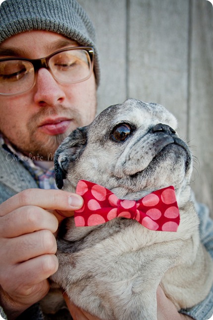 chocolate moose images, pet portaits, dog portaits, pugs, wisconsin pet photography, minneapolis pet photographer, 