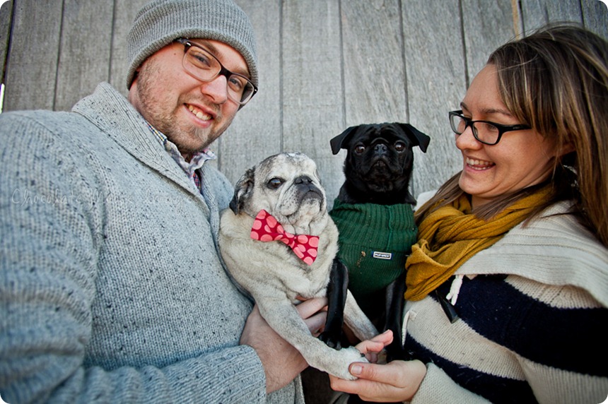 chocolate moose images, pet portaits, dog portaits, pugs, wisconsin pet photography, minneapolis pet photographer, 