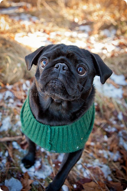 chocolate moose images, pet portaits, dog portaits, pugs, wisconsin pet photography, minneapolis pet photographer, 