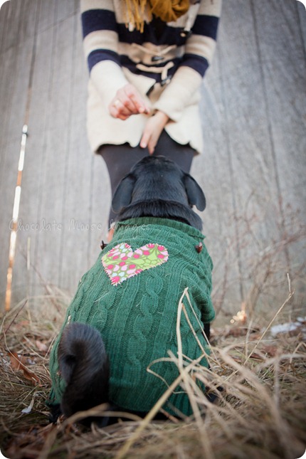 chocolate moose images, pet portaits, dog portaits, pugs, wisconsin pet photography, minneapolis pet photographer, 