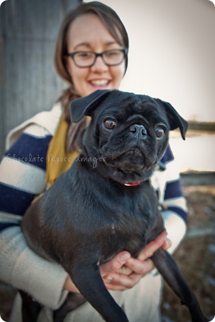 chocolate moose images, pet portaits, dog portaits, pugs, wisconsin pet photography, minneapolis pet photographer, 