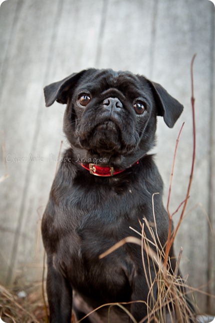 chocolate moose images, pet portaits, dog portaits, pugs, wisconsin pet photography, minneapolis pet photographer, 