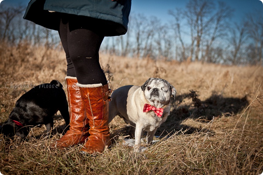 chocolate moose images, pet portaits, dog portaits, pugs, wisconsin pet photography, minneapolis pet photographer, 