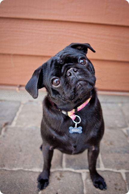 chocolate moose images, pet portaits, dog portaits, pugs, wisconsin pet photography, minneapolis pet photographer, 