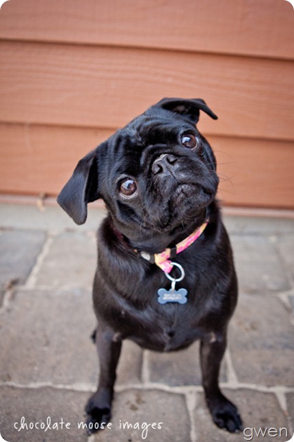 Chocolate Moose Images, pet photography, pet portrait photography, minneapolis pet portrait photographer, dog portaits, cat portraits, contest, birthday, minneapolis, minnesota, cutest pet, prizes