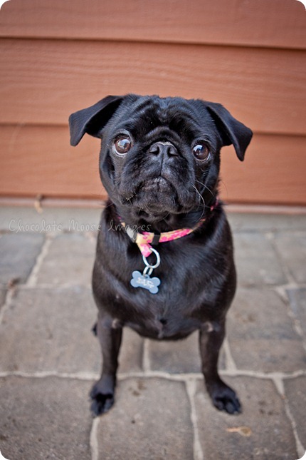 chocolate moose images, pet portaits, dog portaits, pugs, wisconsin pet photography, minneapolis pet photographer, 